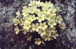 PRIMULA VULGARIS