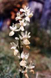 ORCHIDEA PROVENZALE