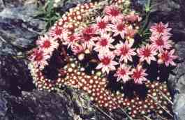 SEMPERVIVUM ARACHNOIDEUM