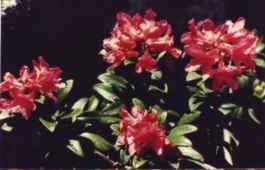 RHODODENDRON FERRUGINEUM