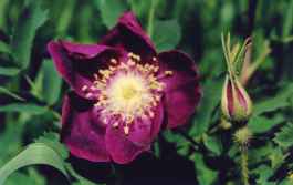 ROSA PENDULINA