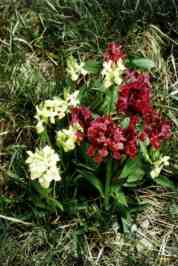 ORCHIDEA SAMBUCINA