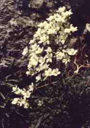 SAXIFRAGA LINGULATA