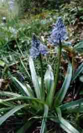 SCILLA DELLA RIVIERA