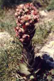 SEMPERVIVUM TECTORUM