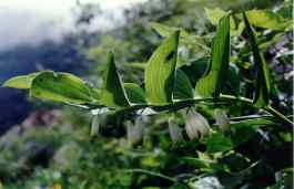 POLYGONATUM ODORATUM