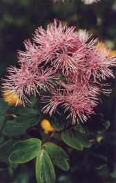THALCTRUM AQUILEGIIFOLIUM
