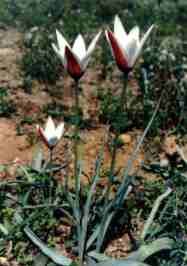 TULIPA CLUSIANA