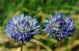 JASIONE MONTANA