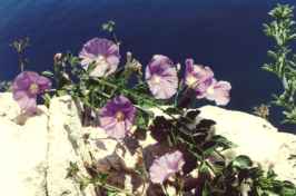 VILUCCHIO DELLA RIVIERA