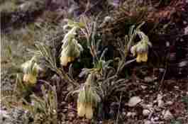 ONOSMA FASTIGIATUM
