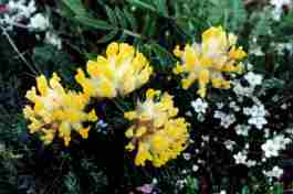 ANTYLLIS VULNERARIA