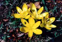ZAFFERANASTRO GIALLO