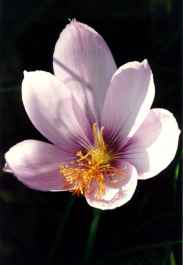 CROCUS MEDIUS