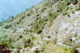 napoleonica